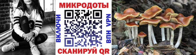 Псилоцибиновые грибы Psilocybe  Владивосток 